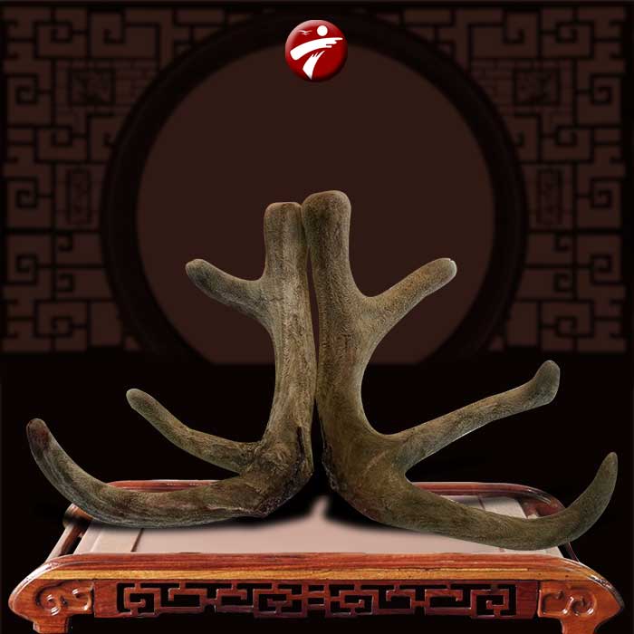 Nhung hươu sấy khô nguyên chiếc altai Liên Bang Nga