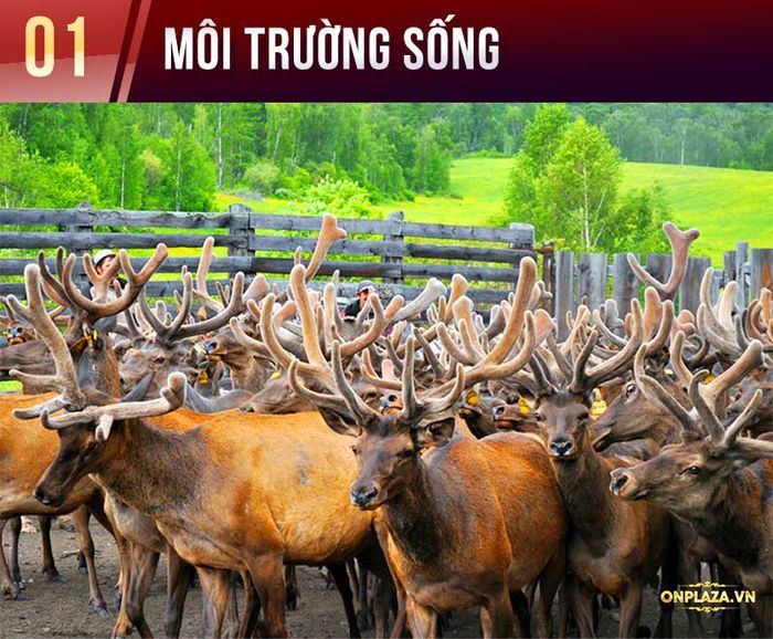 Chi tiết cao ban long 1 Chi tiết cao ban long 1