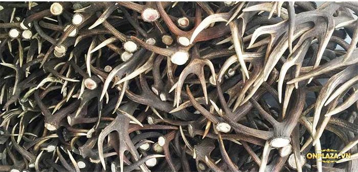 Chi tiết cao ban long 17 Chi tiết cao ban long 17