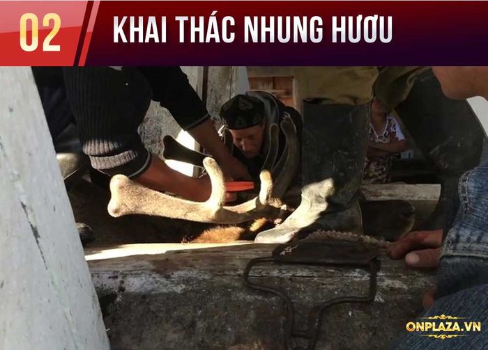 Nhung hươu tươi liên bang nga 11 Nhung hươu tươi liên bang nga 11