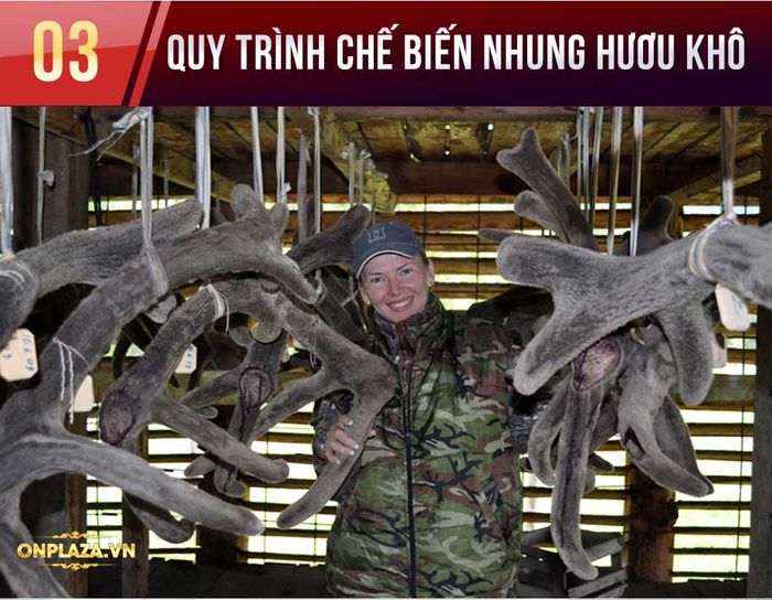 Nhung hươu tươi liên bang nga 19 Nhung hươu tươi liên bang nga 19