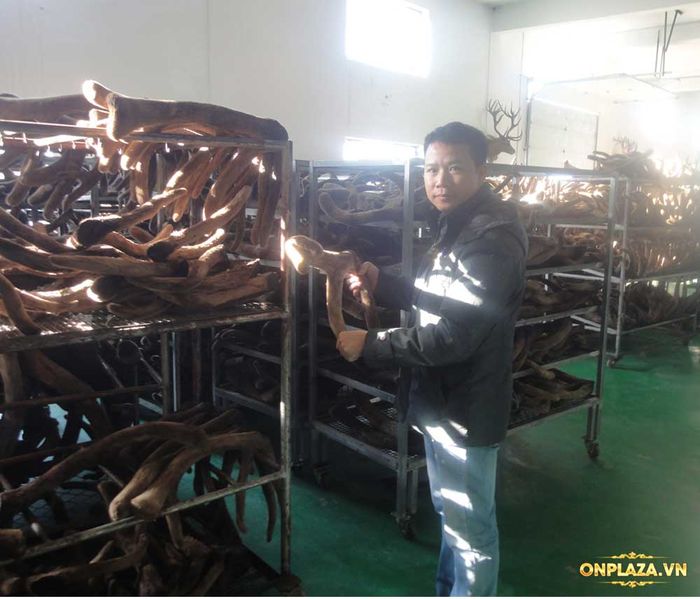 Nhung hươu tươi liên bang nga 22 Nhung hươu tươi liên bang nga 22
