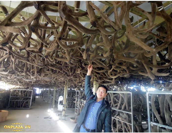 Nhung hươu tươi liên bang nga 28 Nhung hươu tươi liên bang nga 28