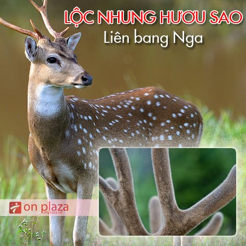 lộc nhu hươu sao lộc nhu hươu sao