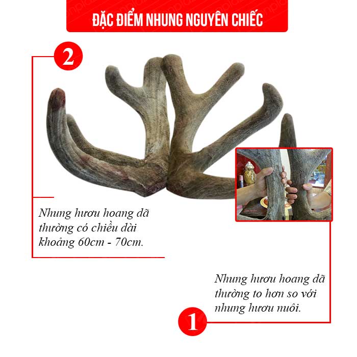 Lộc nhung hươu tươi Altai Sibiri Liên Bang Nga nguyên cặp loại to NH010 1 Lộc nhung hươu tươi Altai Sibiri Liên Bang Nga nguyên cặp loại to NH010 1