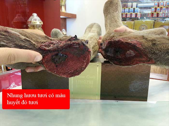 Lộc nhung hươu tươi Altai Sibiri Liên Bang Nga nguyên cặp loại to NH010 2 Lộc nhung hươu tươi Altai Sibiri Liên Bang Nga nguyên cặp loại to NH010 2