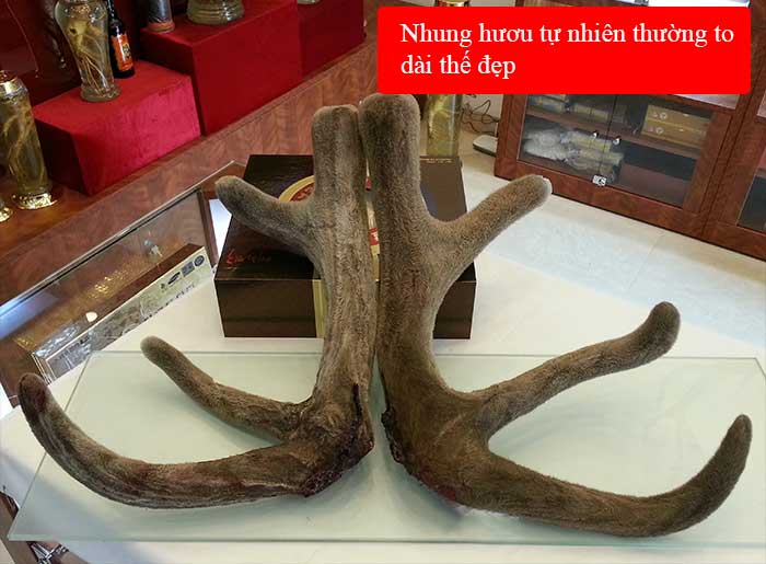 Lộc nhung hươu tươi Altai Sibiri Liên Bang Nga nguyên cặp loại to NH010 3 Lộc nhung hươu tươi Altai Sibiri Liên Bang Nga nguyên cặp loại to NH010 3