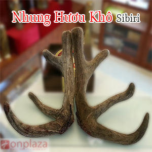 Nhung hươu sấy khô nguyên chiếc Altai Liên Bang Nga nhung-huou-say-kho-nguyen-chiec-lien-bang-nga