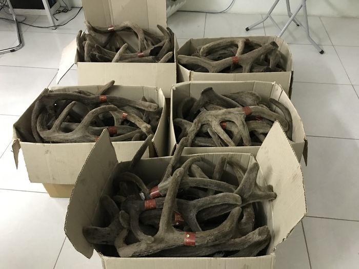 Nhung hươu sấy khô nguyên chiếc altai Liên Bang Nga 7 Nhung hươu sấy khô nguyên chiếc altai Liên Bang Nga 7