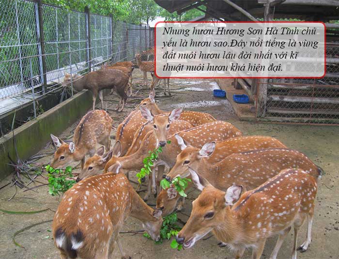 Nhung hươu tươi non mềm Hương Sơn chất lượng cao Nhung hươu tươi non mềm Hương Sơn chất lượng cao