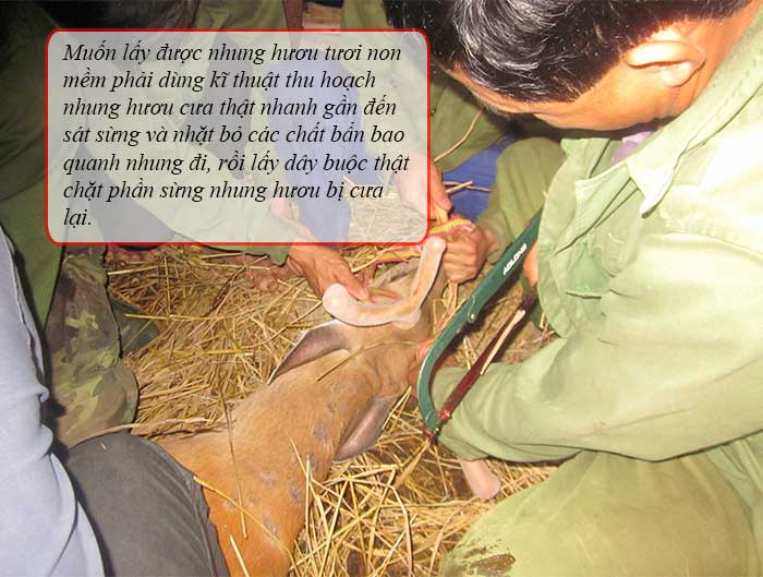 Nhung hươu tươi non mềm Hương Sơn chất lượng cao 2 Nhung hươu tươi non mềm Hương Sơn chất lượng cao 2