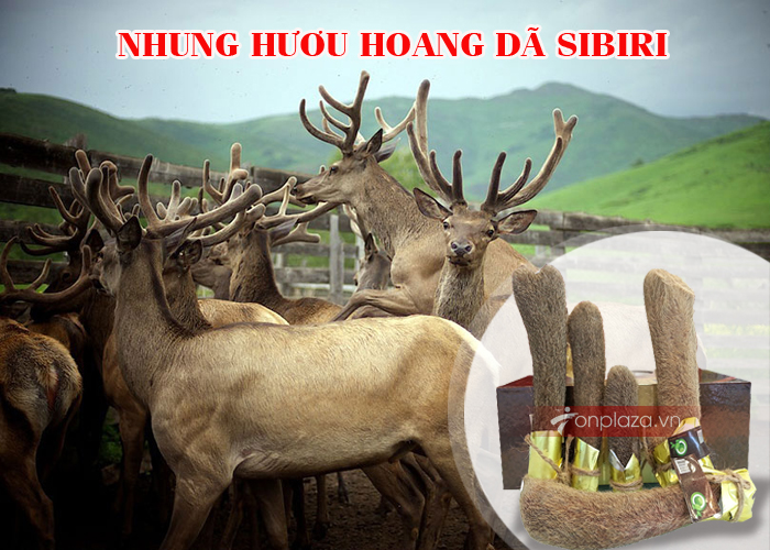 nhung-huou-tuoi-sibiri-NH009-1 nhung-huou-tuoi-sibiri-NH009-1