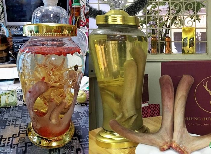 rượu nhung hươu 1 rượu nhung hươu 1